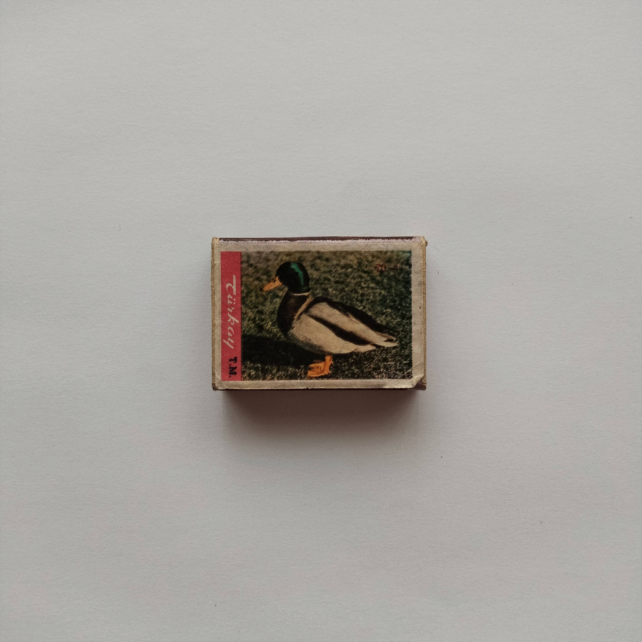 Türkay Mallard Duck