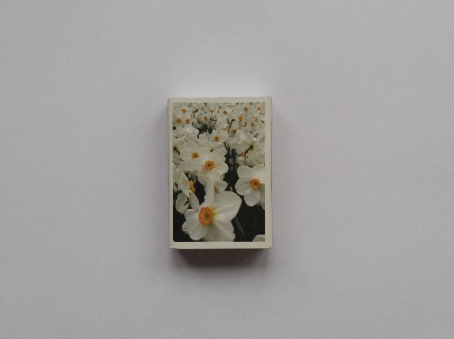 White daffodil flowers with yellow centers, photographic nature design matchbox.