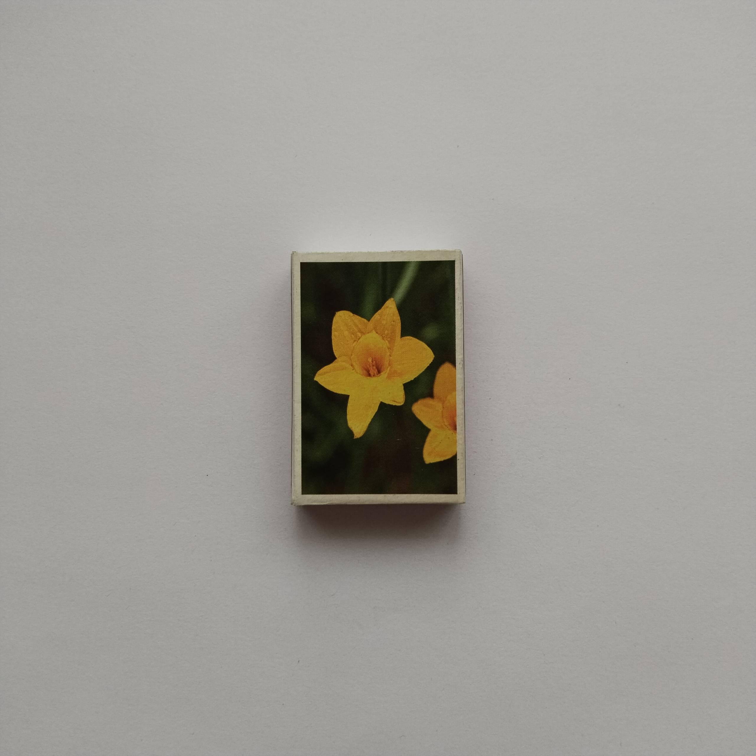 Yellow Daffodil Flower Photography