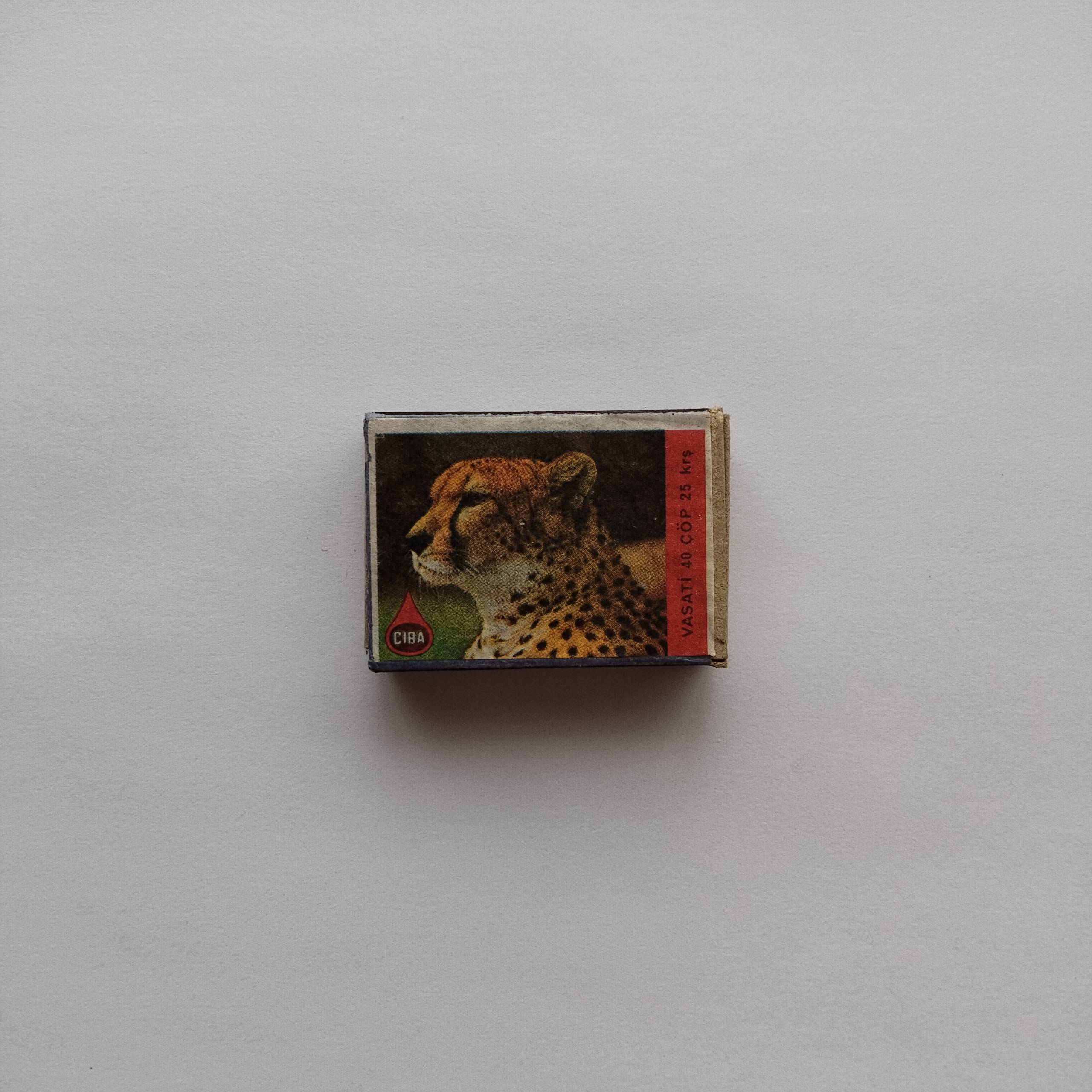 Çıra Cheetah Wildlife
