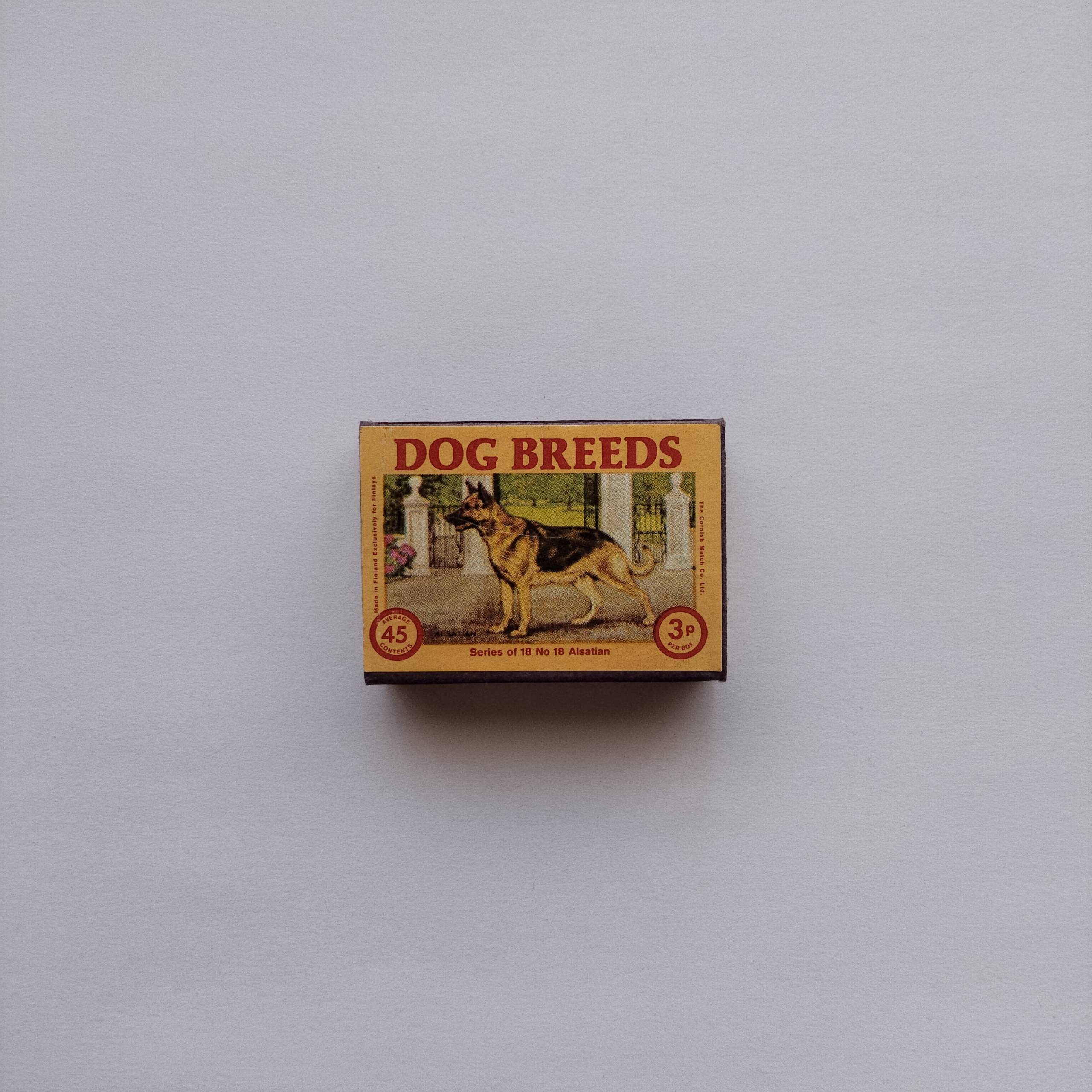 Dog Breeds Alsatian German Shepherd