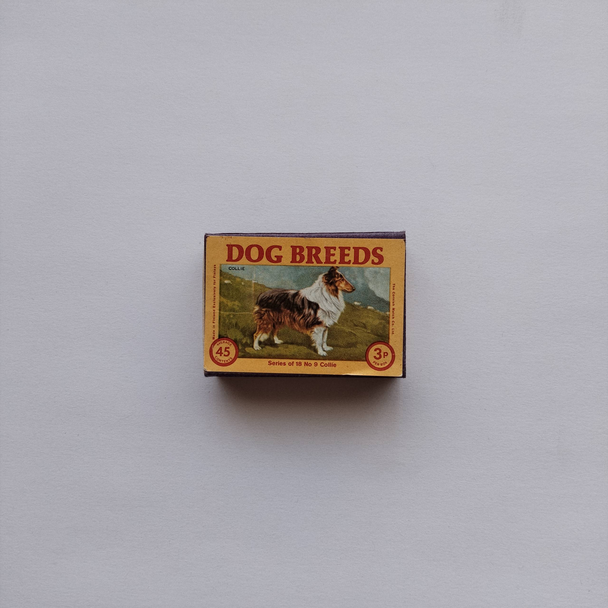 Dog Breeds Collie