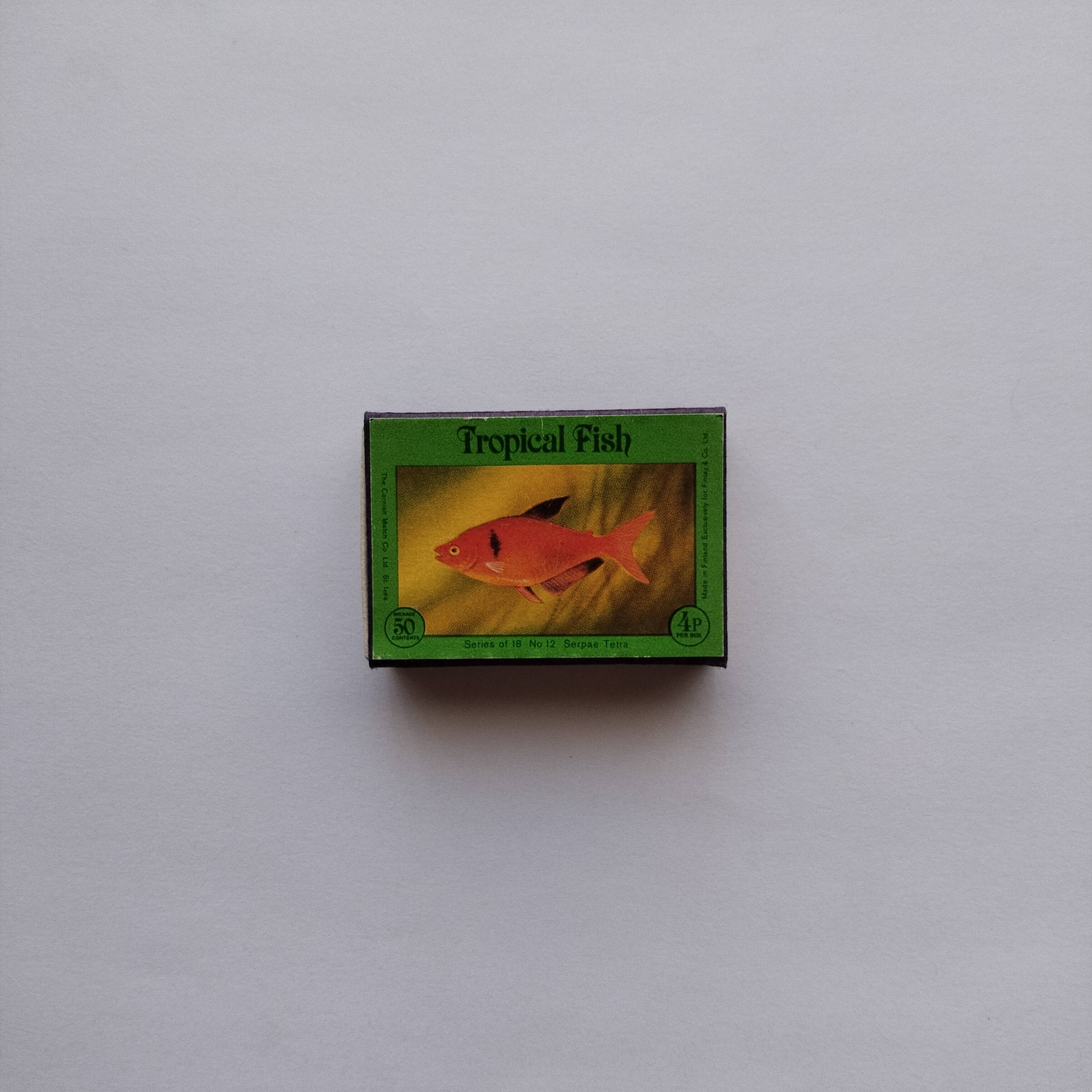 Tropical Fish Matchbox Serpae Tetra