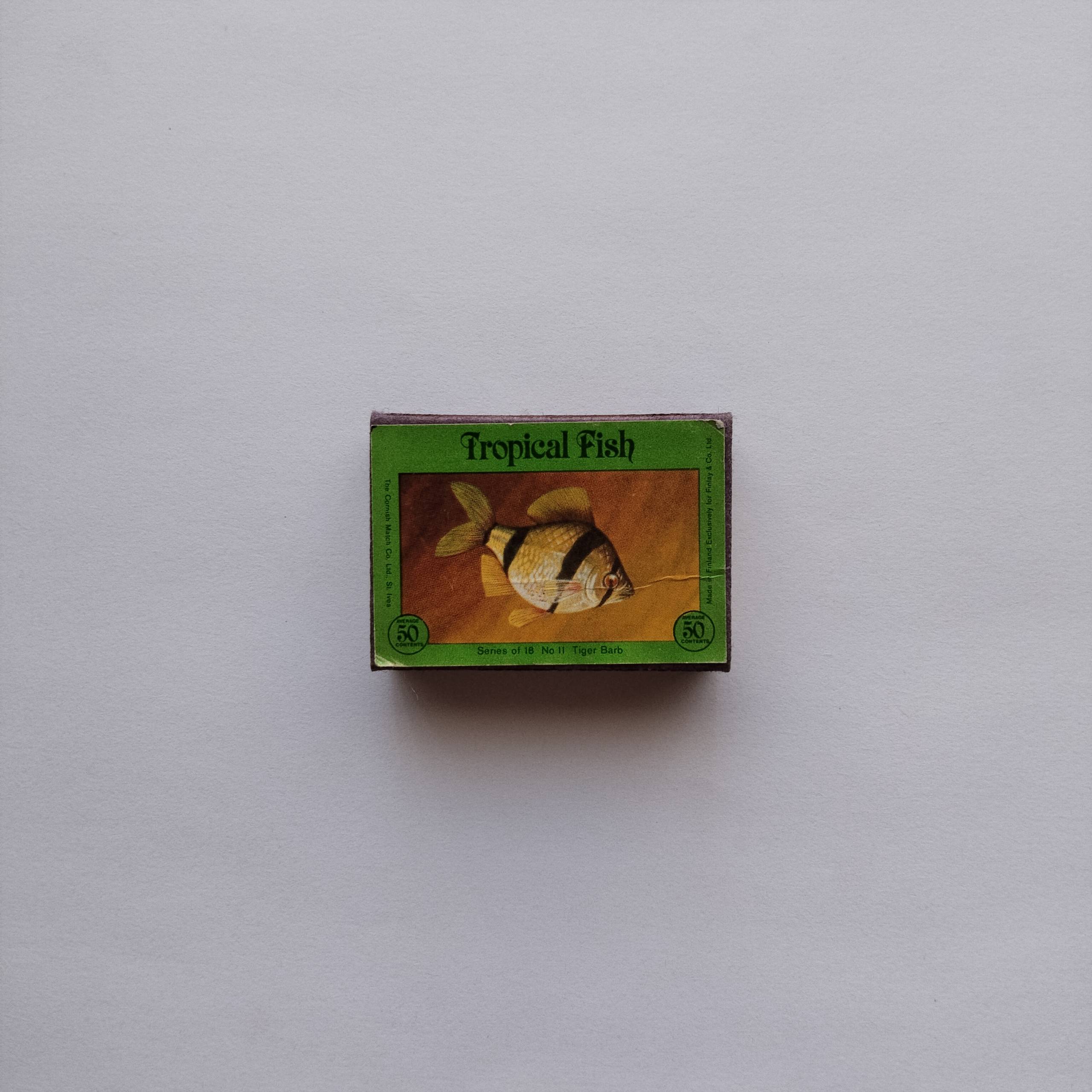 Tropical Fish Matchbox Tiger Barb
