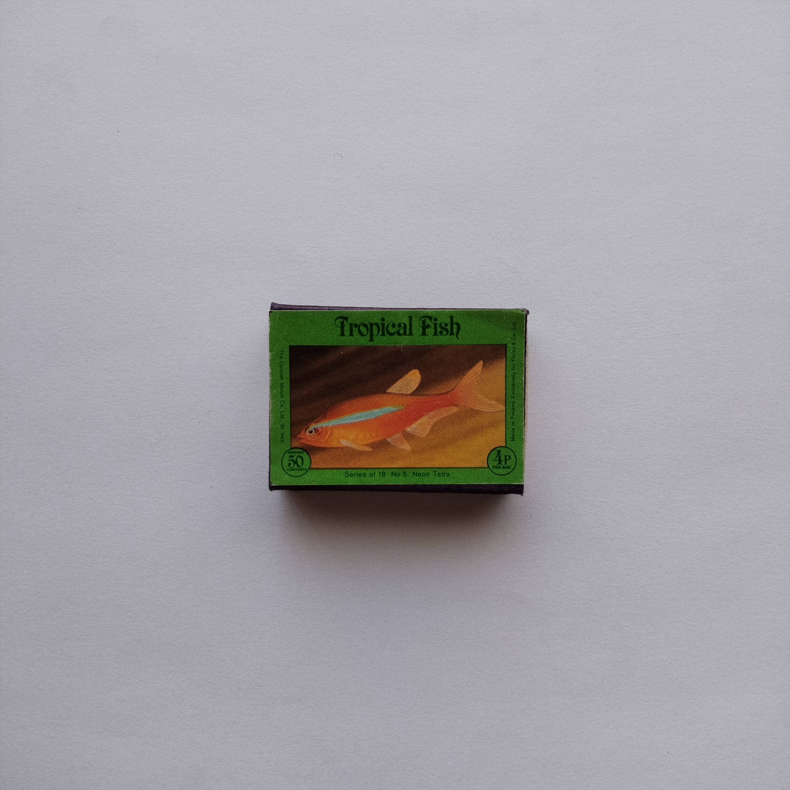 Tropical Fish Matchbox Neon Tetra