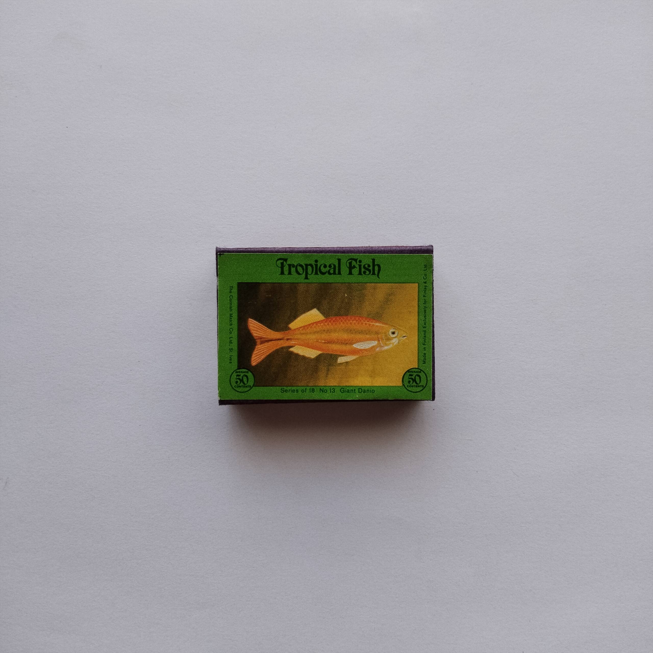 Tropical Fish Matchbox Giant Danio