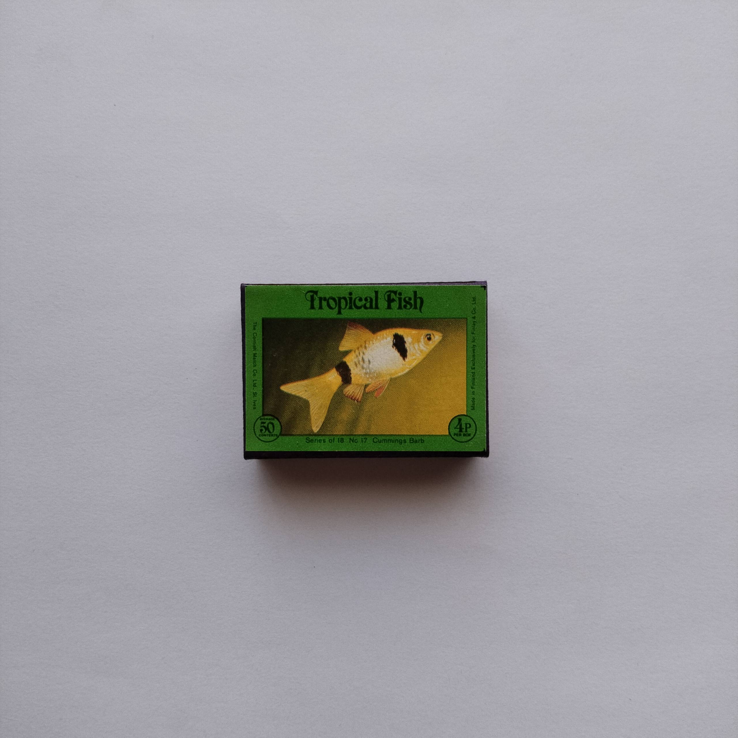 Tropical Fish Matchbox Cumings Barb